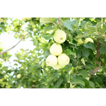 Green Apple Plant